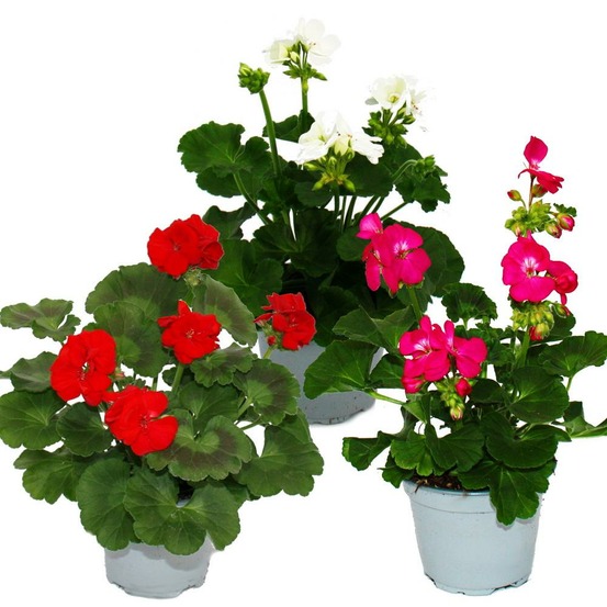 Géraniums debout - pelargonium zonale - pot 12cm - set de 3 plantes - mélange de couleurs