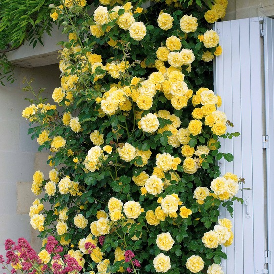 Rosier grimpant golden gate ® korgolgat - le pot / hauteur livrée 15-40cm