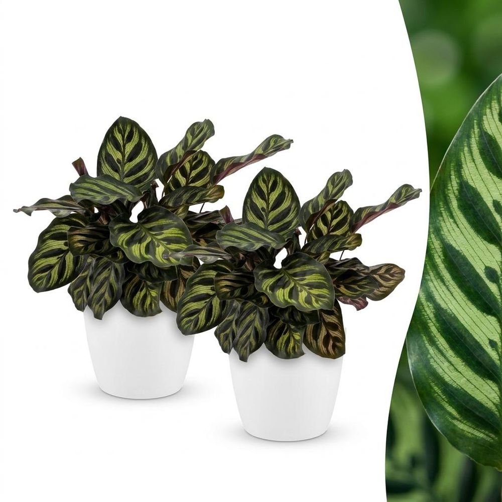 Calathea makoyana - plante paon - pot de 12cm - hauteur 25cm