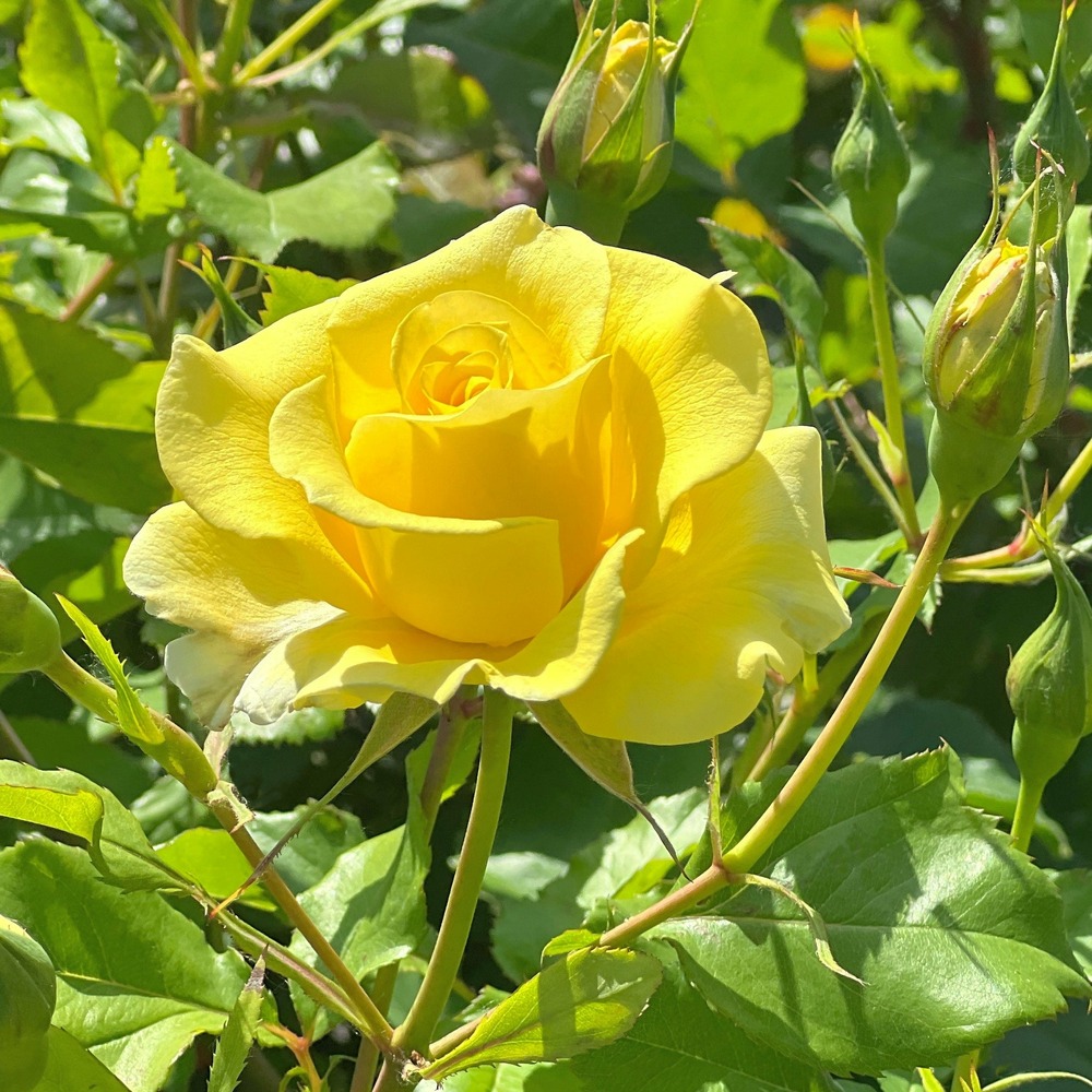 Rosier grimpant jaune - la pièce en racine nue / 2+ branches, vendu par lot de 4