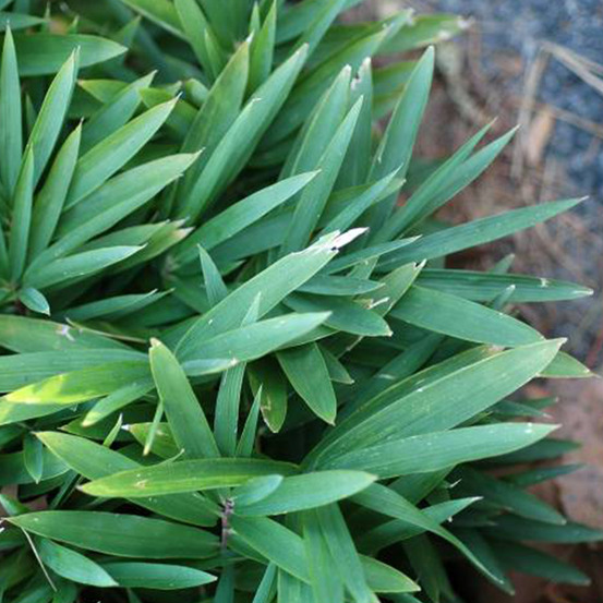 6 x bambou nain 'distichus' - pleioblastus pygmaeus 'distichus' - godet 9cm x 9cm