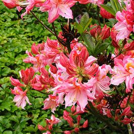 Azalée Rose Ruffels Azalée caduque knaphill rose - azalea knaphill roze - 40-50 cm pot ...