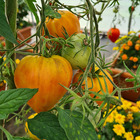 Plant de tomate allongée fleurette f1  pot 0,5 l