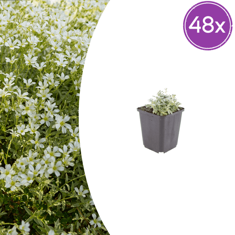 Céraiste tomenteux (cerastium tomentosum) 'tomentosum' - 48