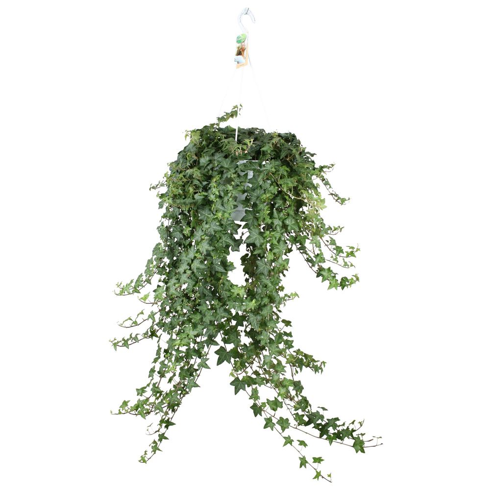 Hedera helix pitsburg - hang/xxl - ø24cm - ↕cm - plantes d'intérieur