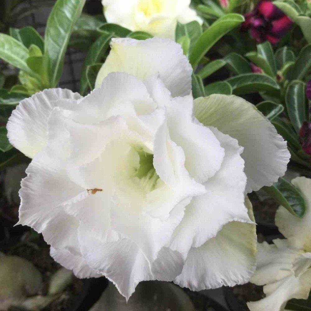 Adenium obesum cv.ang snow caudex d'environ 300g 20/25cm