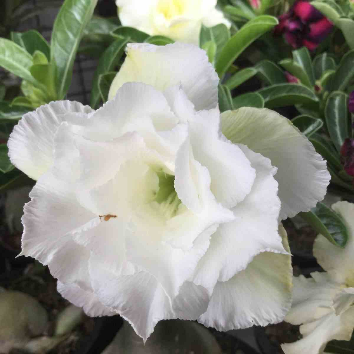 Adenium obesum cv.ang snow   blanc - taille caudex d'environ 300g 20/25cm