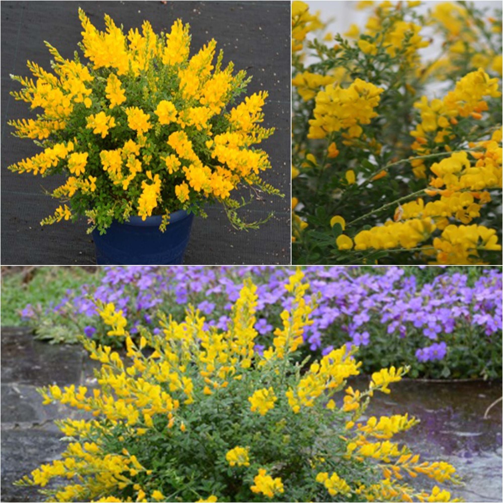 Genêt de ténérife 'phebus ' pot de 2l/3l