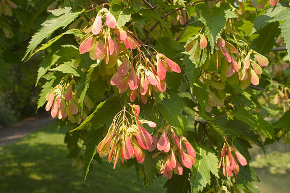 Acer ginnala c15l baliveau 150/250 cm (hors pot)