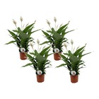 Spathiphyllum lima 'lys de la paix' - set de 4 - pot 17cm - hauteur 60-75cm