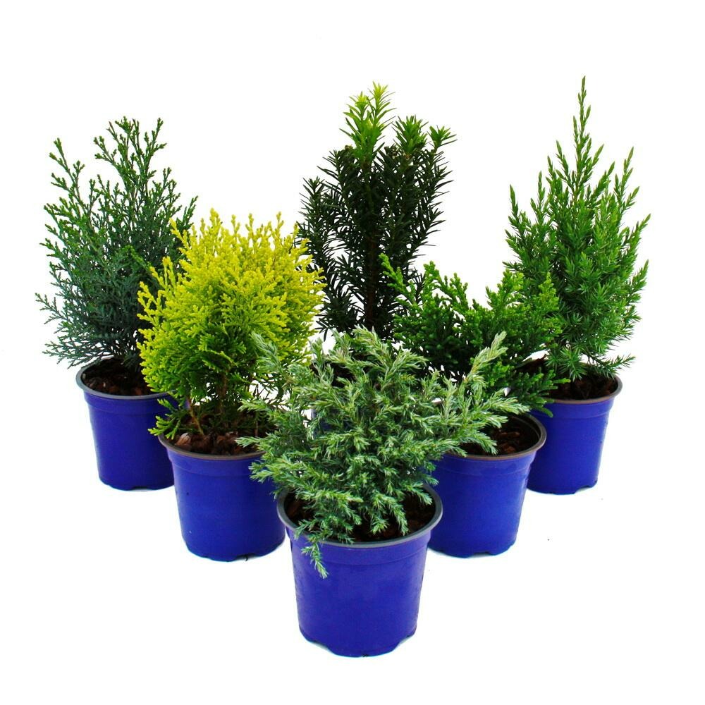 Set de conifères nains avec 6 plantes - petits conifères pour massifs et balcons - en pot de 10,5cm