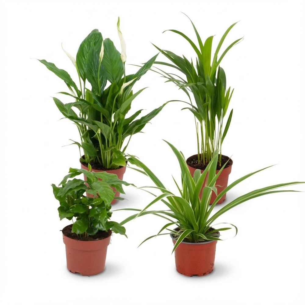 Plantes d'intérieur dépolluantes - ø12cm - ↕40cm - plante d’intérieur