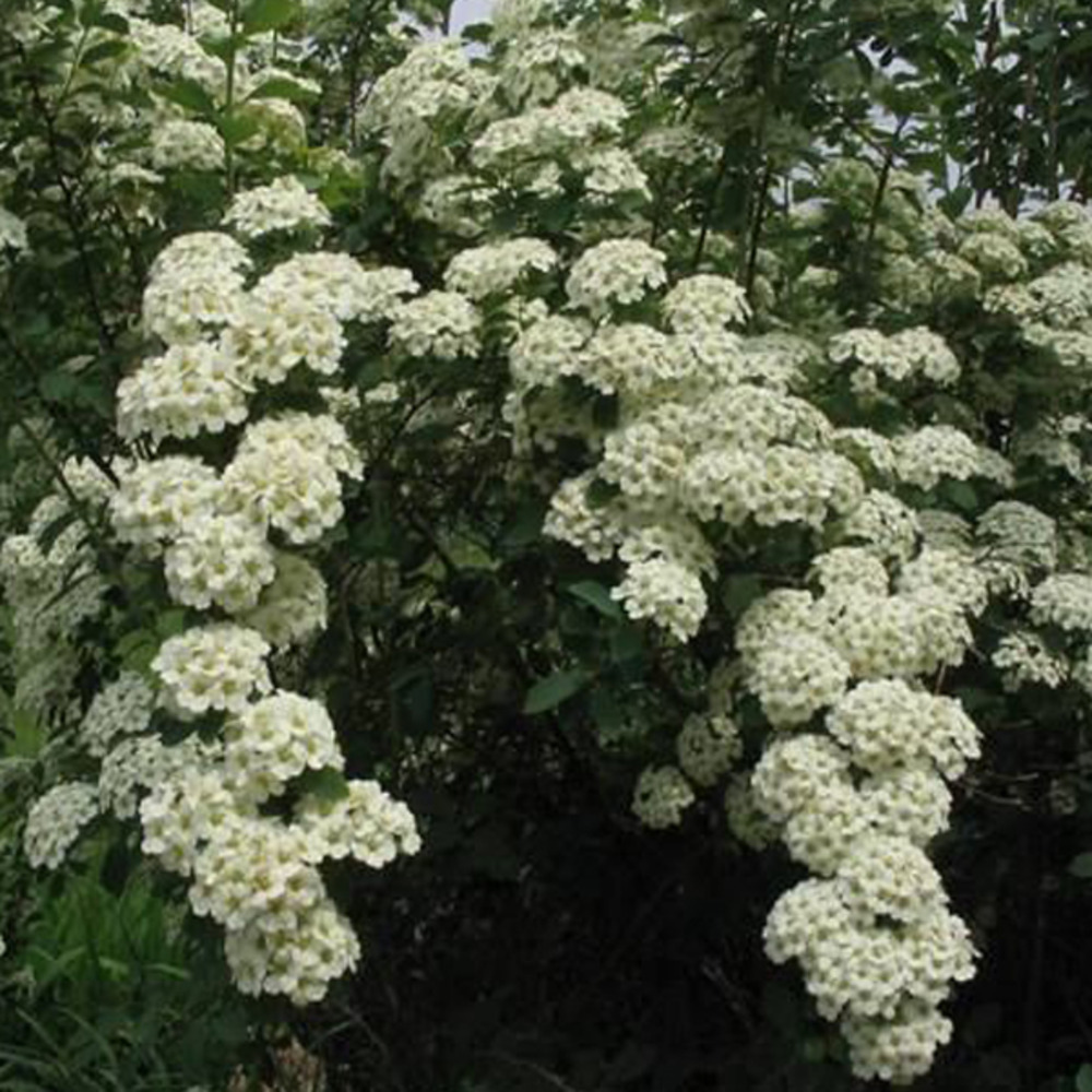 2 x spirée de vanhoutte - spiraea vanhouttei - 30-40 cm pot