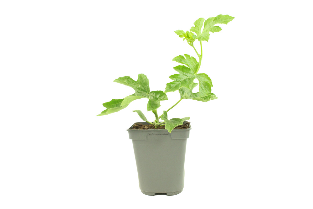Plant de pasteque mini love f1 pot 0,5 l