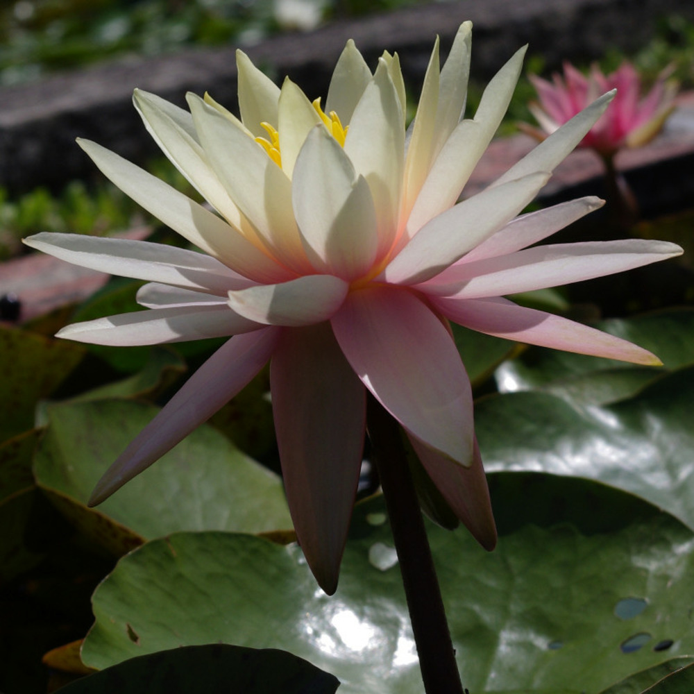 Nymphaea 'pink grapefruit' - nénuphar mature en racines nues