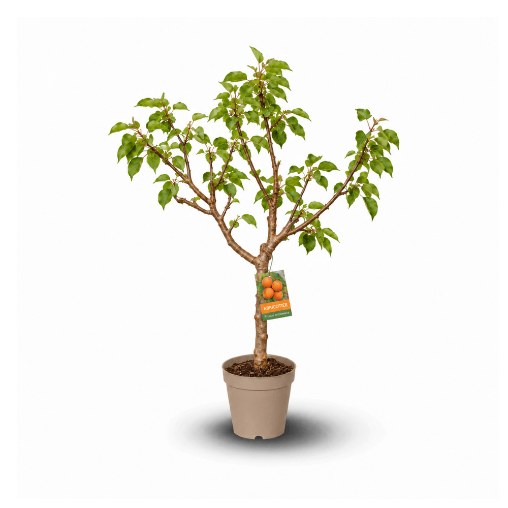 Abricotier – Prunus armeniaca - arbre fruitier – variété compacte - ↕ 80-90 cm – ⌀ 20 cm