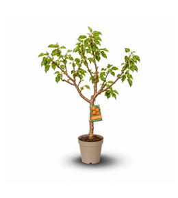 Abricotier – Prunus armeniaca - arbre fruitier – variété compacte - ↕ 80-90 cm – ⌀ 20 cm
