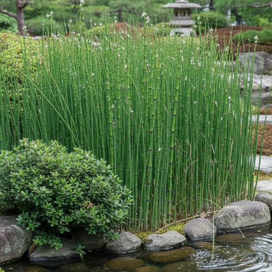Prêle japonaise, equisetum lot de 3 godets