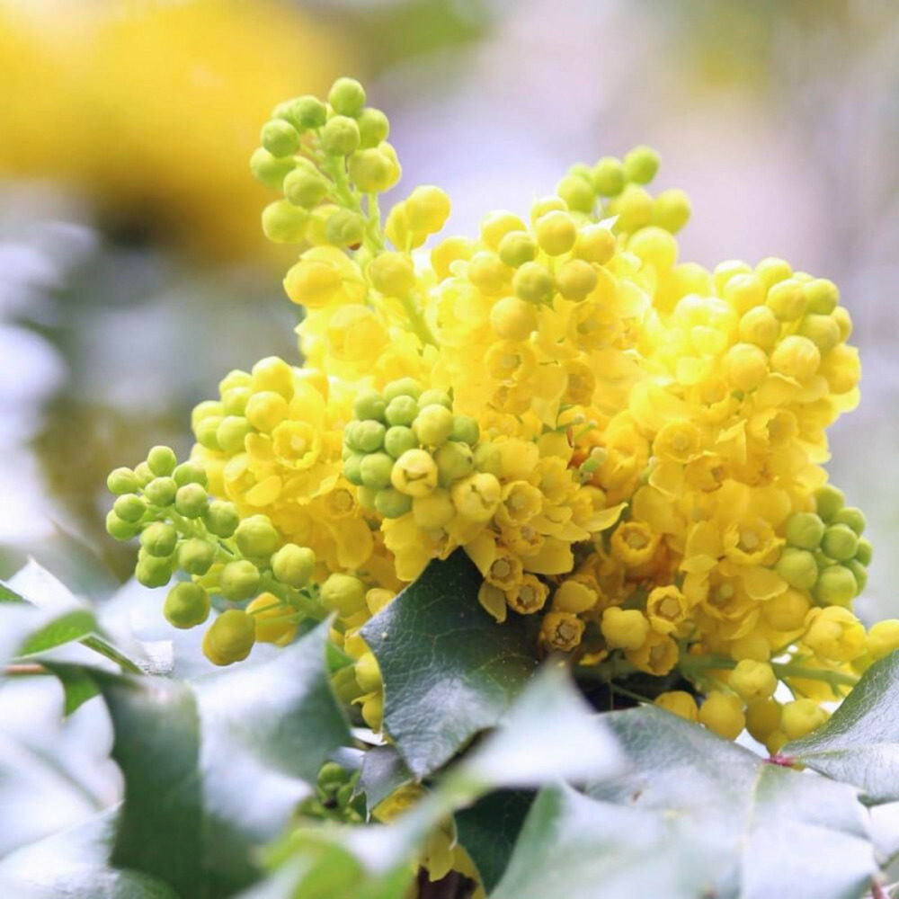 Mahonia à feuille de houx, mahonia aquifolium pot de 3l - 60/80 cm
