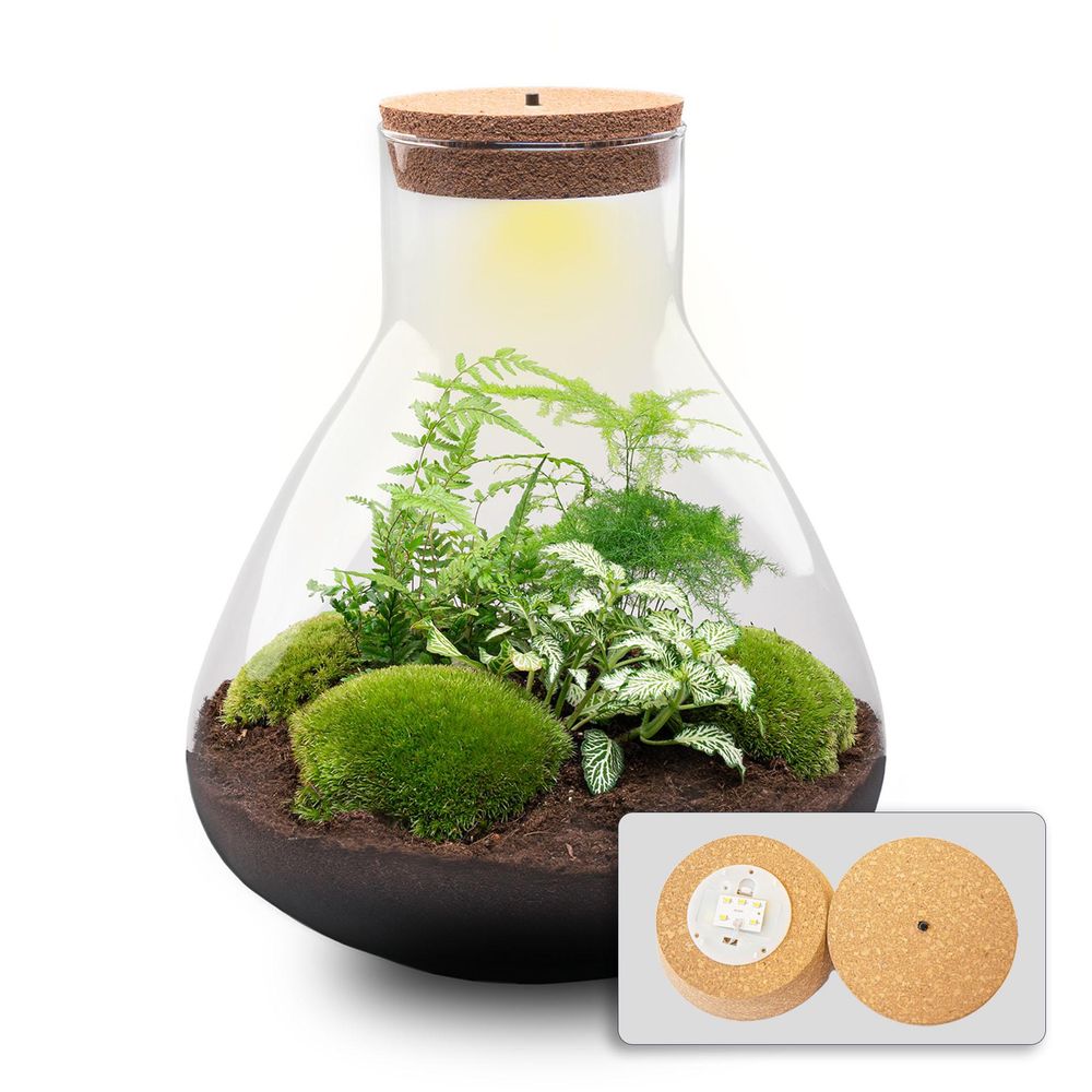 Terrarium à composer bouteille en verre recyclé - ø30-h35cm - sans outils - terrarium diy