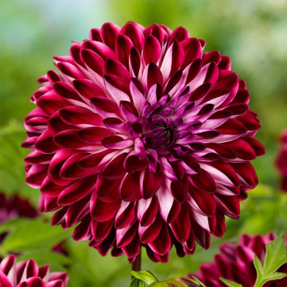 Dahlia décoratif 'osirium' bulbe calibre i