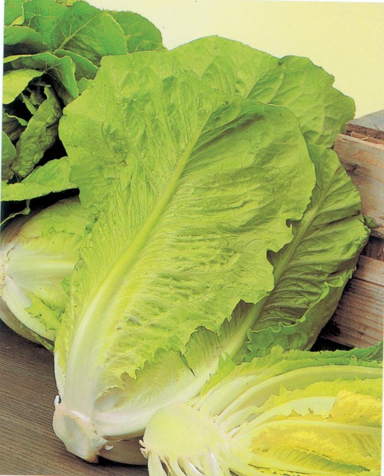 Laitue romaine blonde maraichere - 3 g