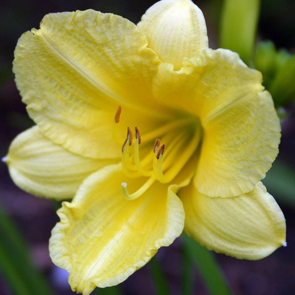 Hémérocalle alice in wonderland lot de 3 godets