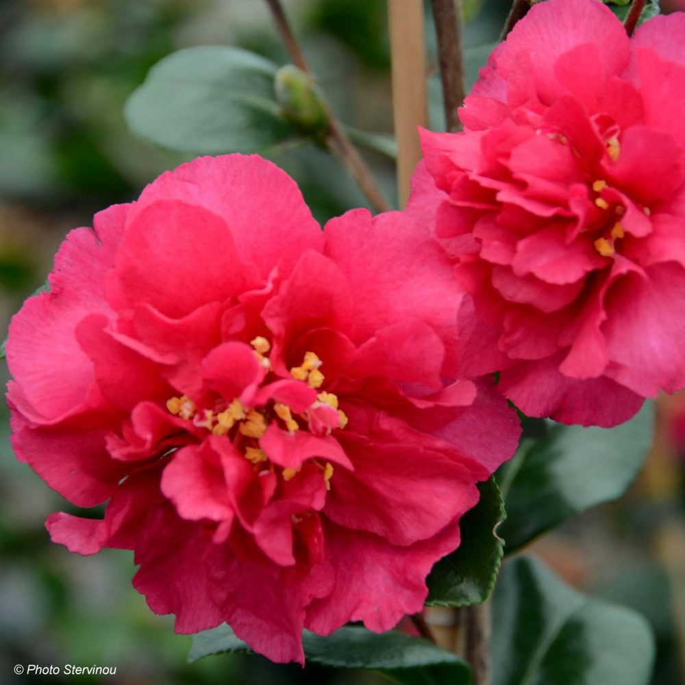 Camélia d'automne 'bonanza' pot de 3l/4l