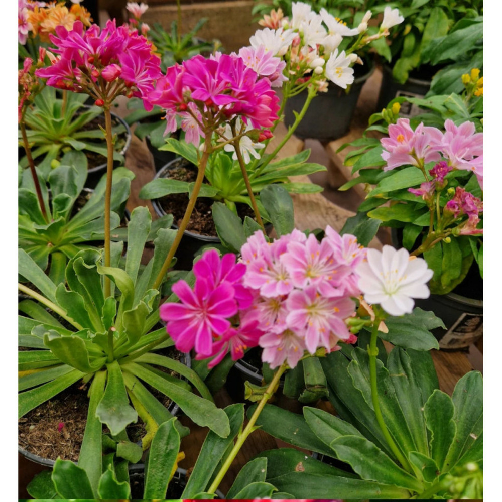 Lewisia elise varié pot de 10.5 cm