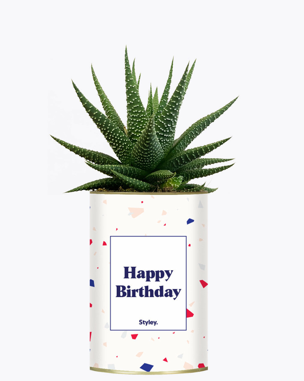Plante à message - happy birthday - cactus