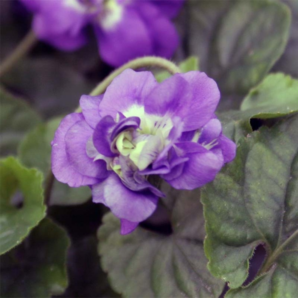 Violette à parfum 'plena' pot de 2l/3l