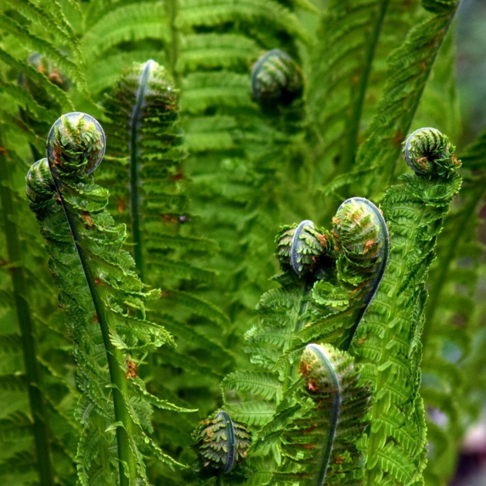 Fausse fougère mâle affinis, dryopteris lot de 9 godets