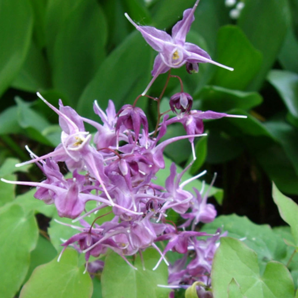 Fleur des elfes lilafee, epimedium lot de 3 godets