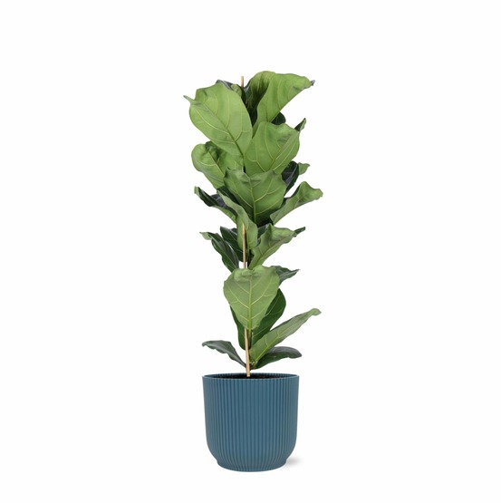 Ficus lyrata et son pot relief bleu - hauteur 90cm