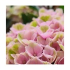 Hortensia macrophylla 'valvert'®/hydrangea macrophylla 'valvert'®[-]pot de 1,5l - 20/50 cm