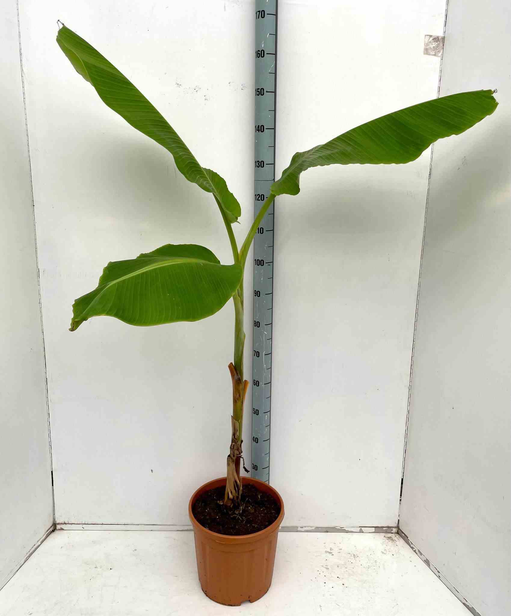 Musa dajiao (banane comestible)   blanc - taille pot de 2 litres - 20/40 cm