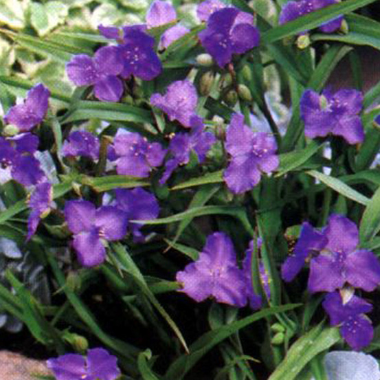 6 x éphémère de virginie 'leonora' - tradescantia 'leonora' - godet 9cm x 9cm