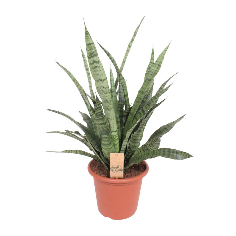 Sansevieria diamond green - ø25cm - ↕80cm - plantes d'intérieur