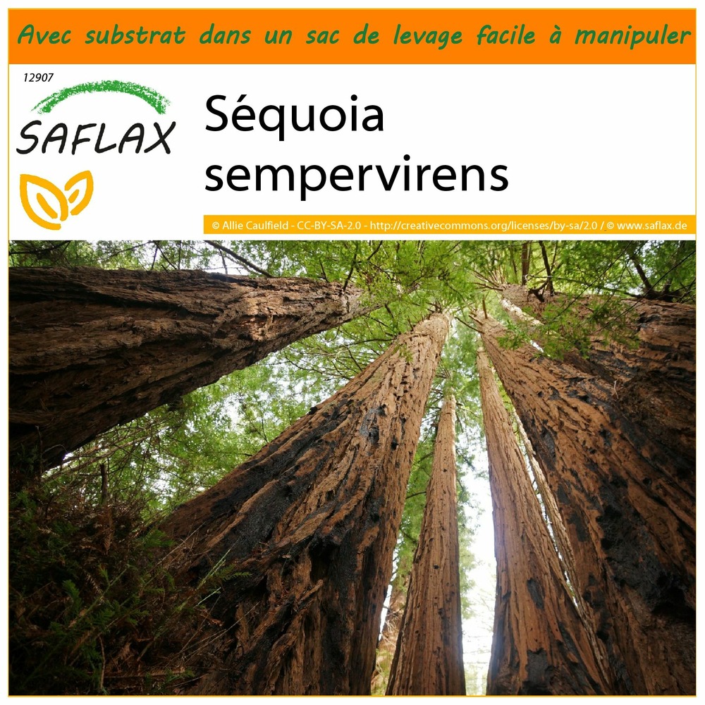 Garden in the bag - séquoia sempervirens - 50 graines - sequoia sempervirens