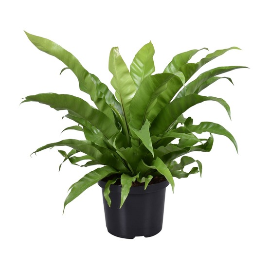 Asplenium antiquum - h60 cm - ø23 cm