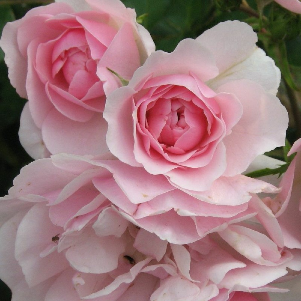 2 x rosier couvre-sol - rosa 'bonica'®