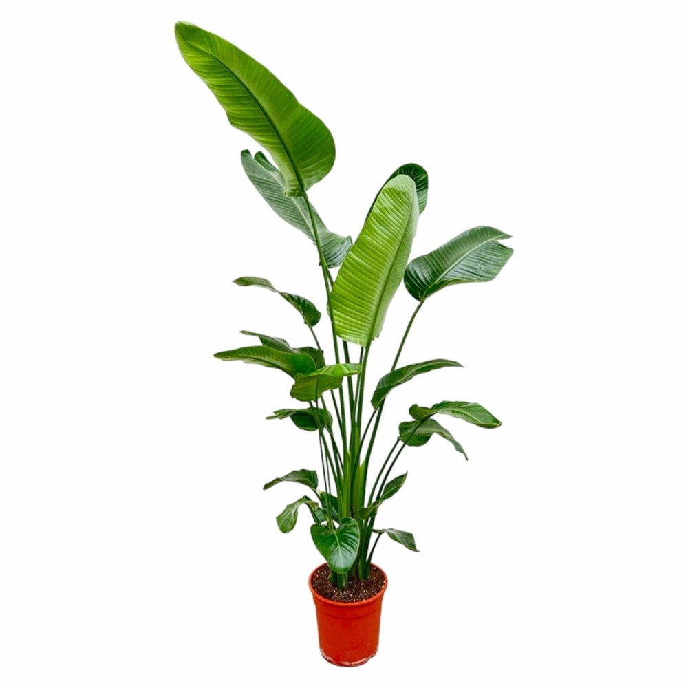 Strelitzia nicolai - h200 cm - ø27 cm