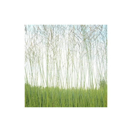 Molinie élevée skyracer lot de 3 godets