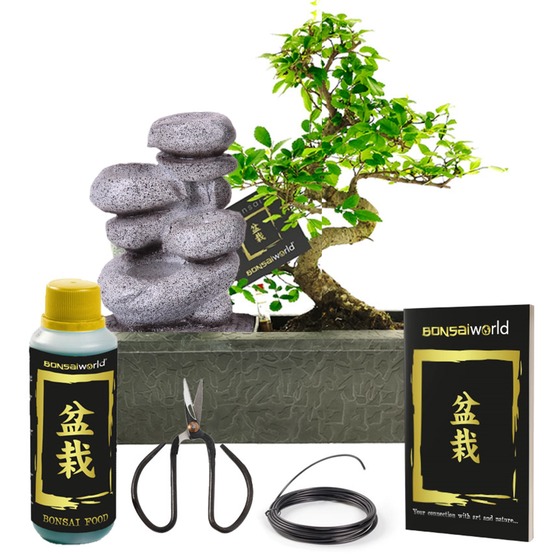 Bonsaï en forme de s, 10 ans, cascade zen - ensemble complet