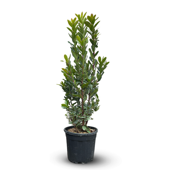 Arbousier - arbutus unedo - arbuste méditerranéen - ↕ 110-120 cm - ⌀ 24 cm - plante d'extérieur