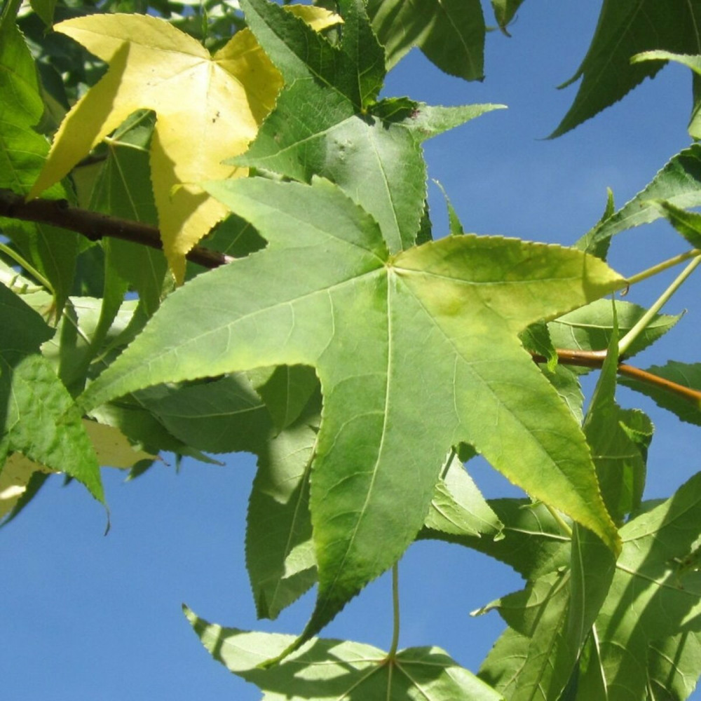 Copalme d'amérique pot de 25l - 200/250 cm