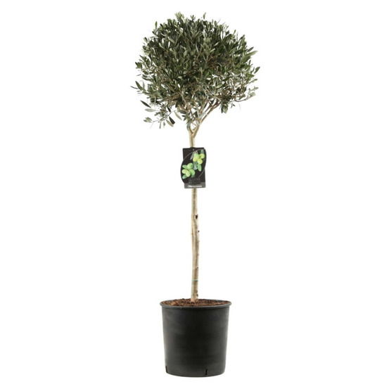 Olivier boule olea europaea 90cm pot 10l
