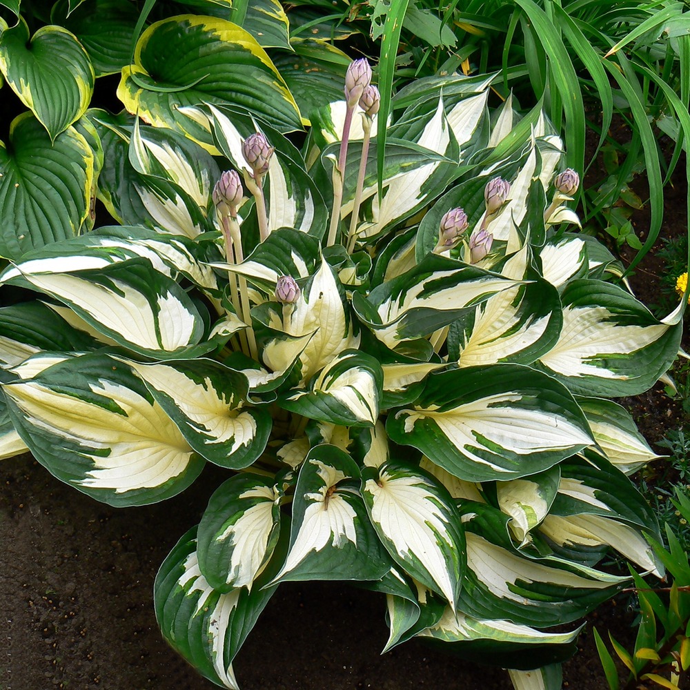 Hosta 'fire and ice' pot de 1,5l/2l