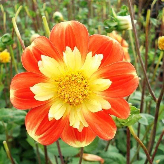 Dahlia gpe à collerette 'pooh' bulbe calibre i