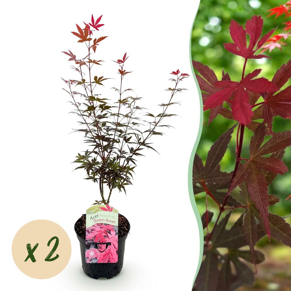 Érable du japon 'skeeter's broom' - lot de 2 - pot 19 cm - hauteur 70 cm